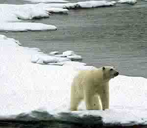 bear on melting ice.jpg