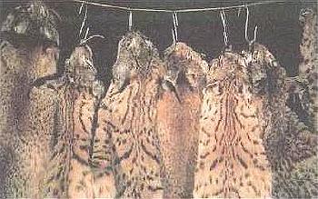 Iberian Lynx  pelts.jpg