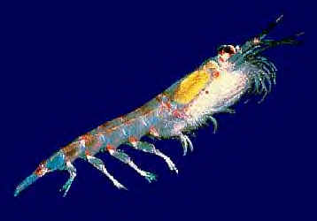 Krill.jpg