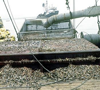 Peruvian boat full of _anchovies.jpg