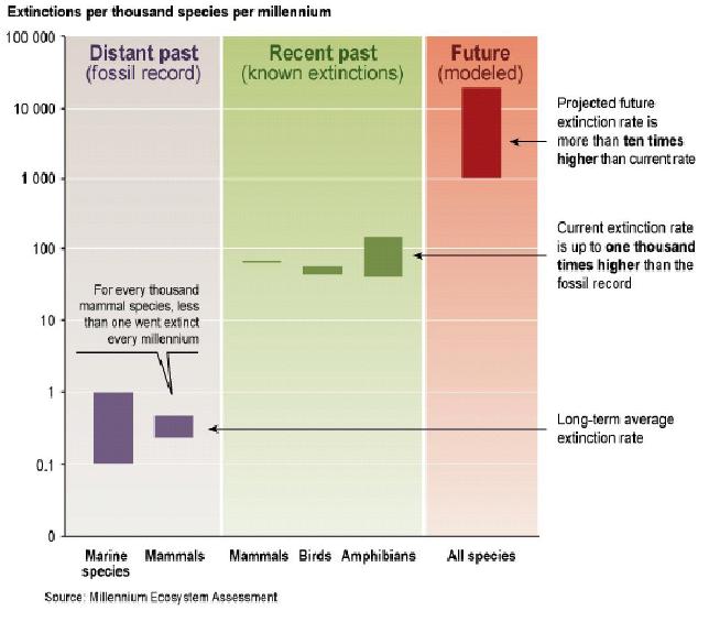 Species extinction rates  fig  MEA.JPG