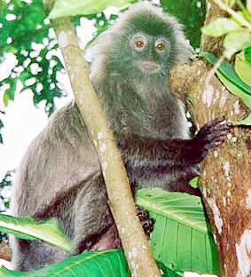 langur Borneo.jpg