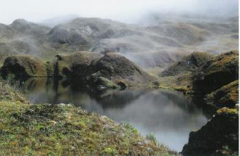 peruparamo grass in high mts    ens.jpg