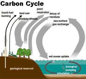 Carbon Cycle